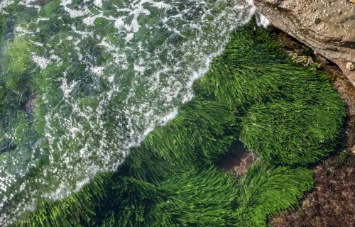 algues sous-marines près d'un rivage rocheux avec des vagues océaniques