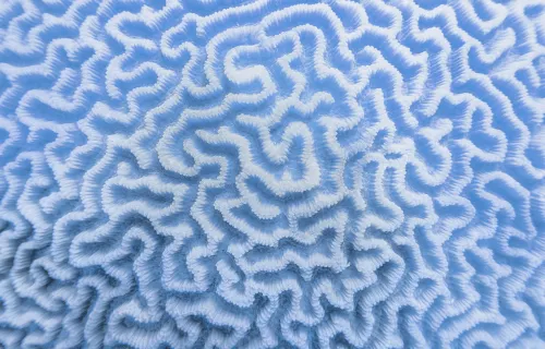 zoomed in view of coral 