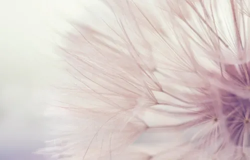 Aerial dandelion on yellow beige background